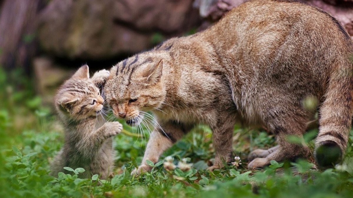 Kedi nerede barınır?