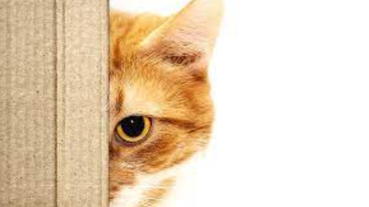 Kediler neyden korkar?