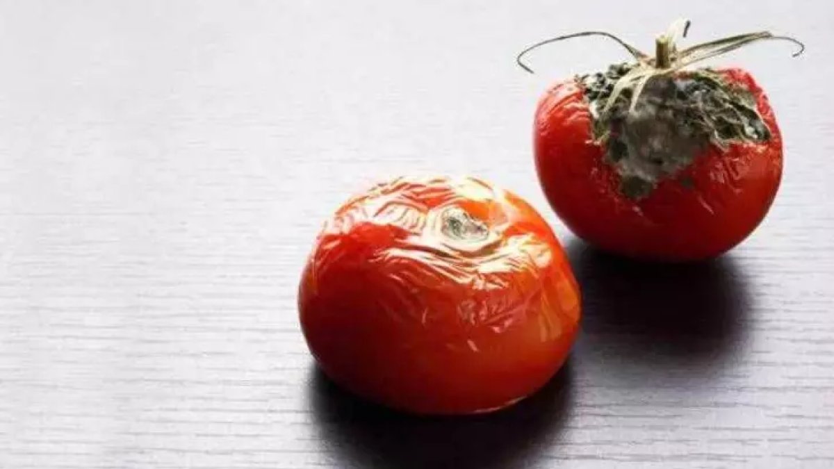 Çürümüş domatesleri sakın atmayın! Öyle bir işe yarıyormuş ki, attığınız domateslere pişman olacaksınız