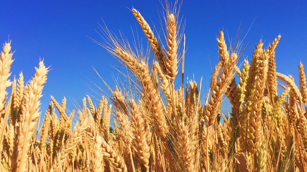 Türkiye'den buğday ithalatında yeni rekor! 9 milyon tona ulaştı