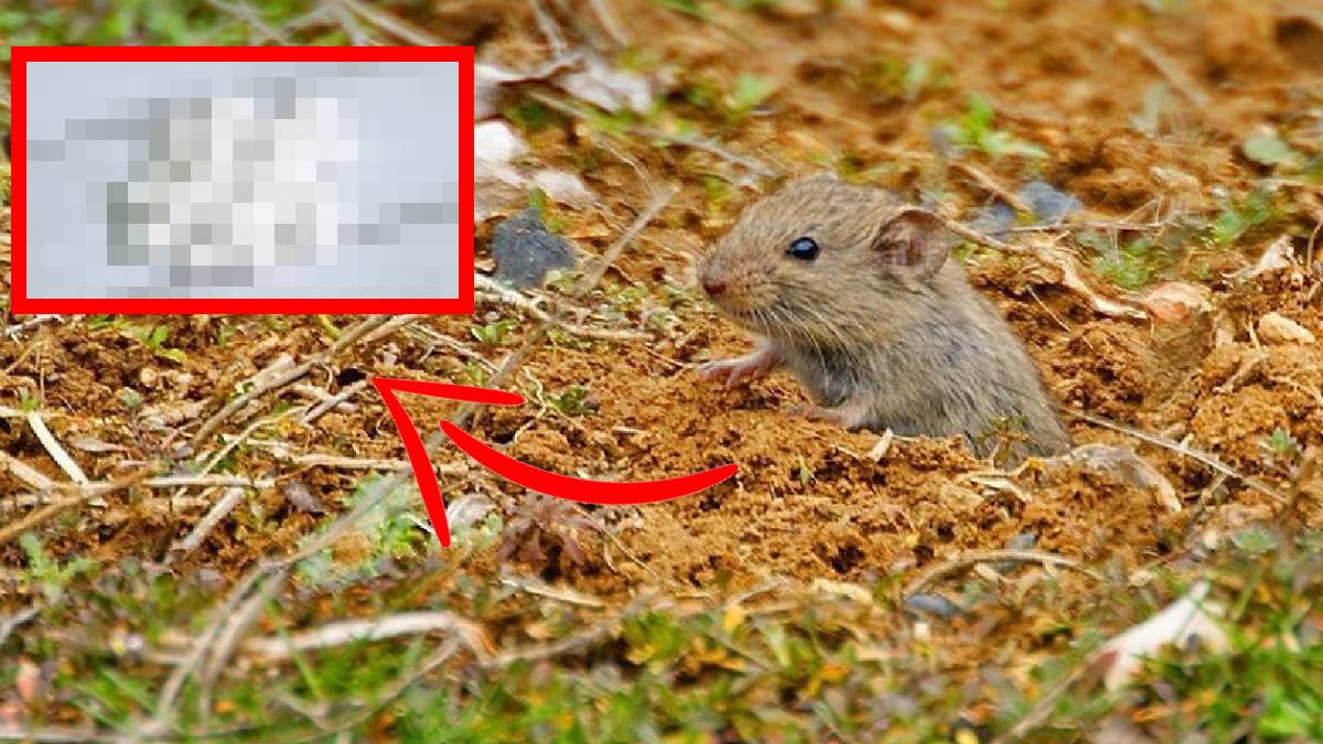 Bahçenize tarlanıza bundan koyun gerisine karışmayın! Fareler kokusunu alınca yanlarına bile yaklaşmıyor