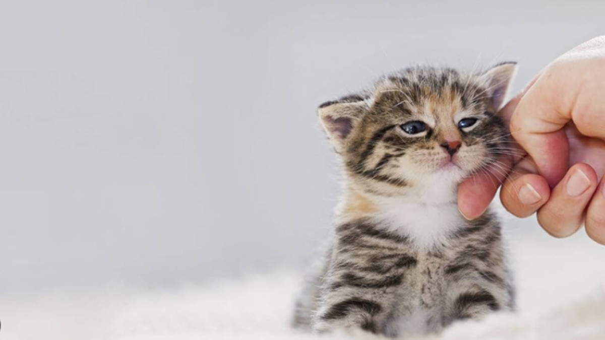 Kedi yaşı nasıl hesaplanır?