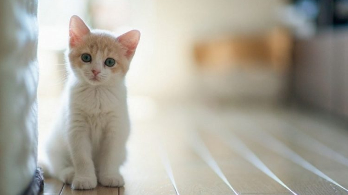 Kedi yavrusuna ne denir?