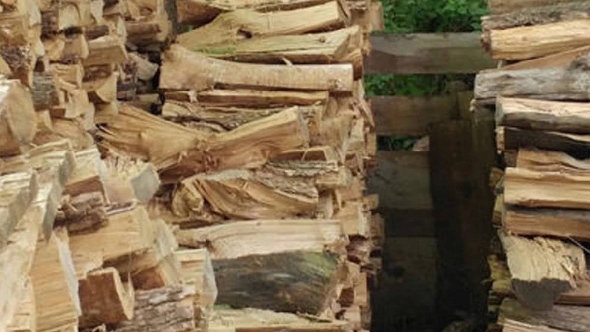 Bu sefer sadece zekanızı değil gözlerinizi de ölçüyoruz! Resimdeki kediyi görenin gözleri kartalla kapışıyor