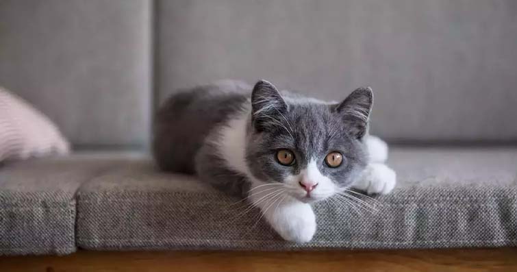 Kedilerde açlık ve susuzluk