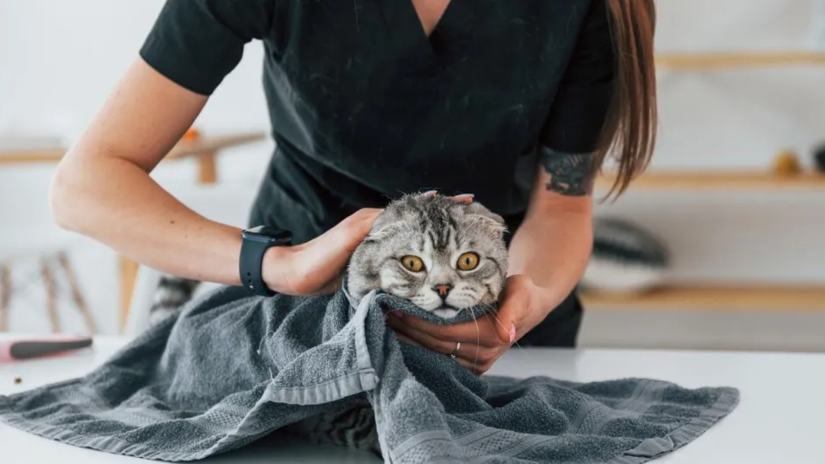 Kediler nasıl yıkanılır?