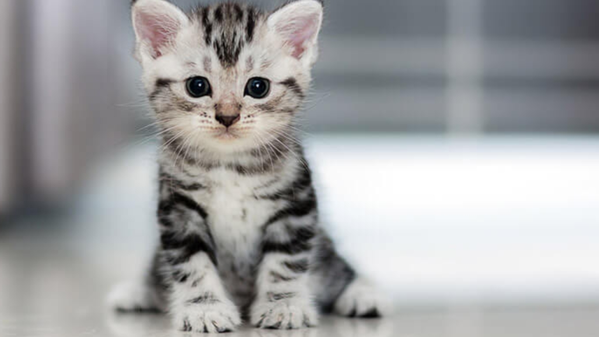 Kediler ne kadar yaşar?