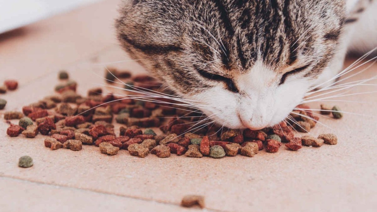 Kediler ne yemeyi sever?