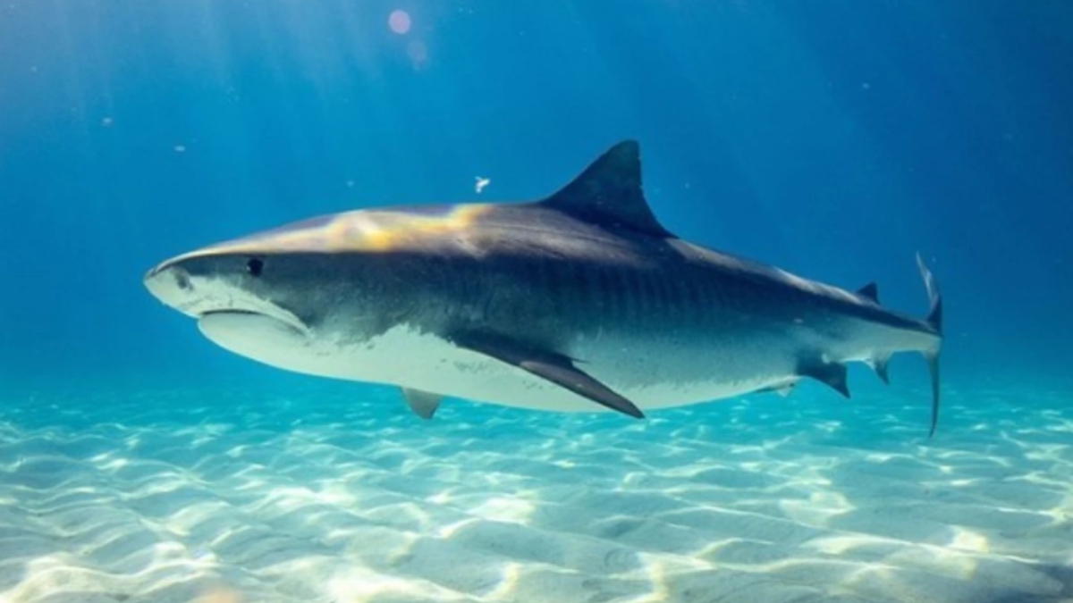 Köpek balıkları kaç yıl yaşar?