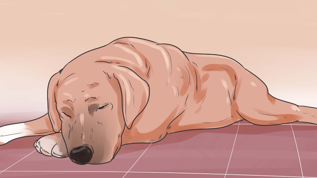 Köpek ishali nasıl geçer?