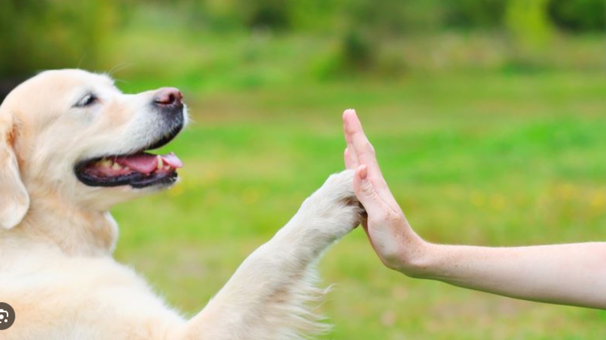 Köpek nasıl eğitilir?