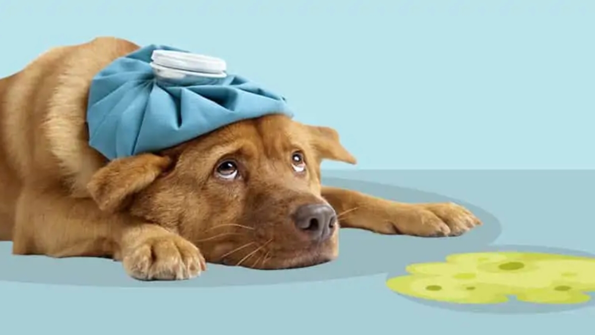 Köpek zehirlenmesine ne iyi gelir?