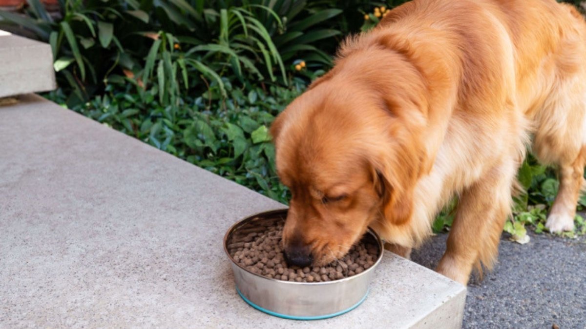 Köpekler neler yer?