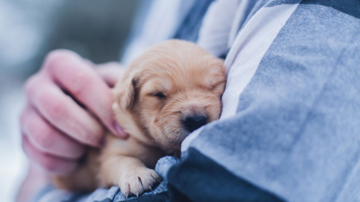 Köpekler neyle beslenir?