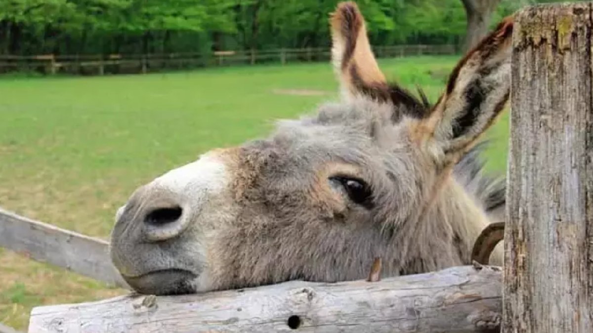 Yılda 5.9 milyon eşek öldürülüyor