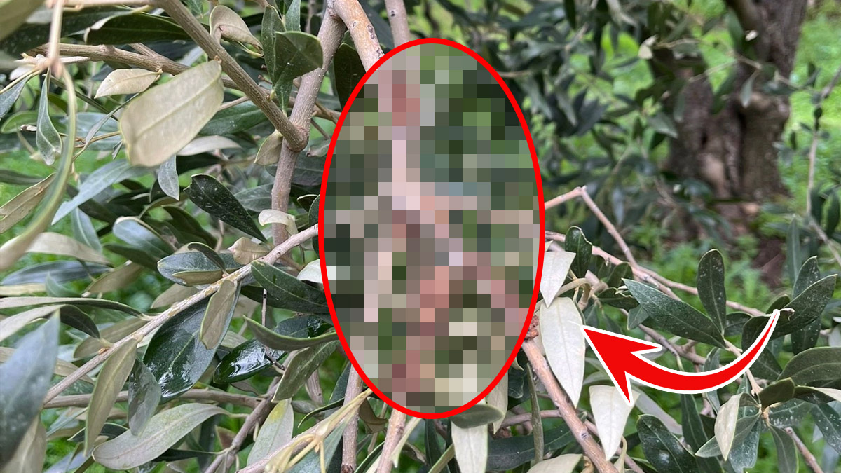 Felaket Karadeniz'den Ege'ye sıçradı! Zeytin üreticilerine yetkilerden acil uyarı: Şimdi de zeytinlere dadandılar