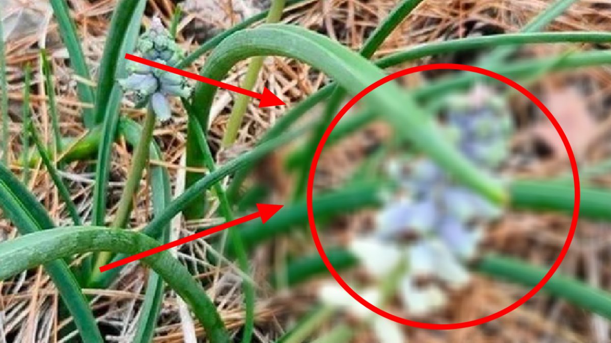 Bu bitkiyi koparanın hayatı kararacak! Yanından bile geçmeyin: Cezasını duyanlar iki adım öteye kaçıyor