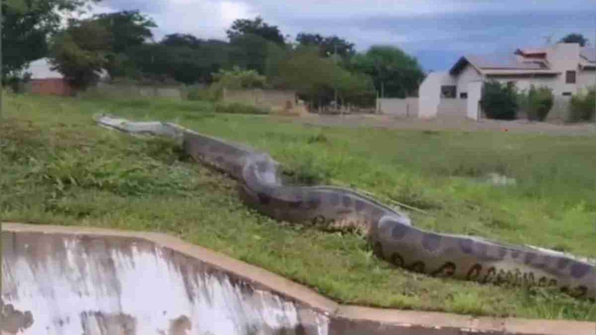 Dev anakonda şoku: 10 metrelik yılan şehre indi!