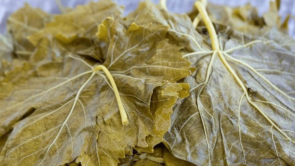 Bu teknikle yapraklar yırtılıp küflenmiyor! Yıllarca yaprak saklamanın sırrı buymuş: Bir karton tüm sorunları çözecek