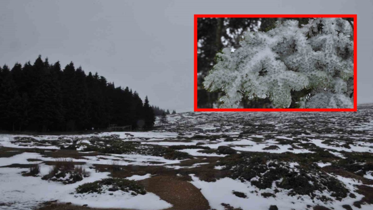 Kar yağışı sonrası ağaç yaprakları buz tuttu! Ortaya ise bu görüntüler çıktı