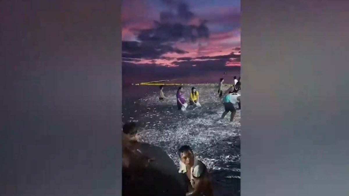 Tonlarca sardalya sahillere vurdu, gören kovasını poşetini alıp koştu: Şok eden o görüntüler felaketin habercisi mi?