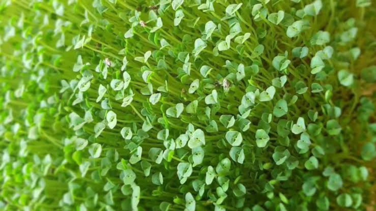 Balık yemeyenlerin yeni gözdesi mucize tohum! Tam bir Omega- 3 ve kalsiyum zengini, sütten 7 kat faydalı...