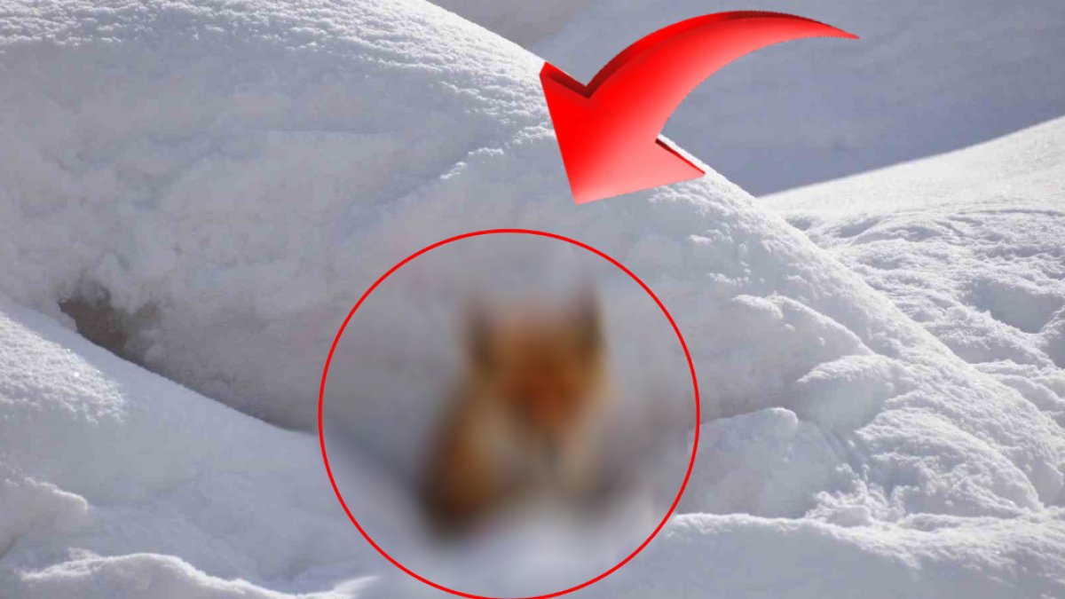 Yaban hayatın bir de bu yüzüne bakın! Yoldan geçenler besliyor: Bölgenin ilgi odağı oldu