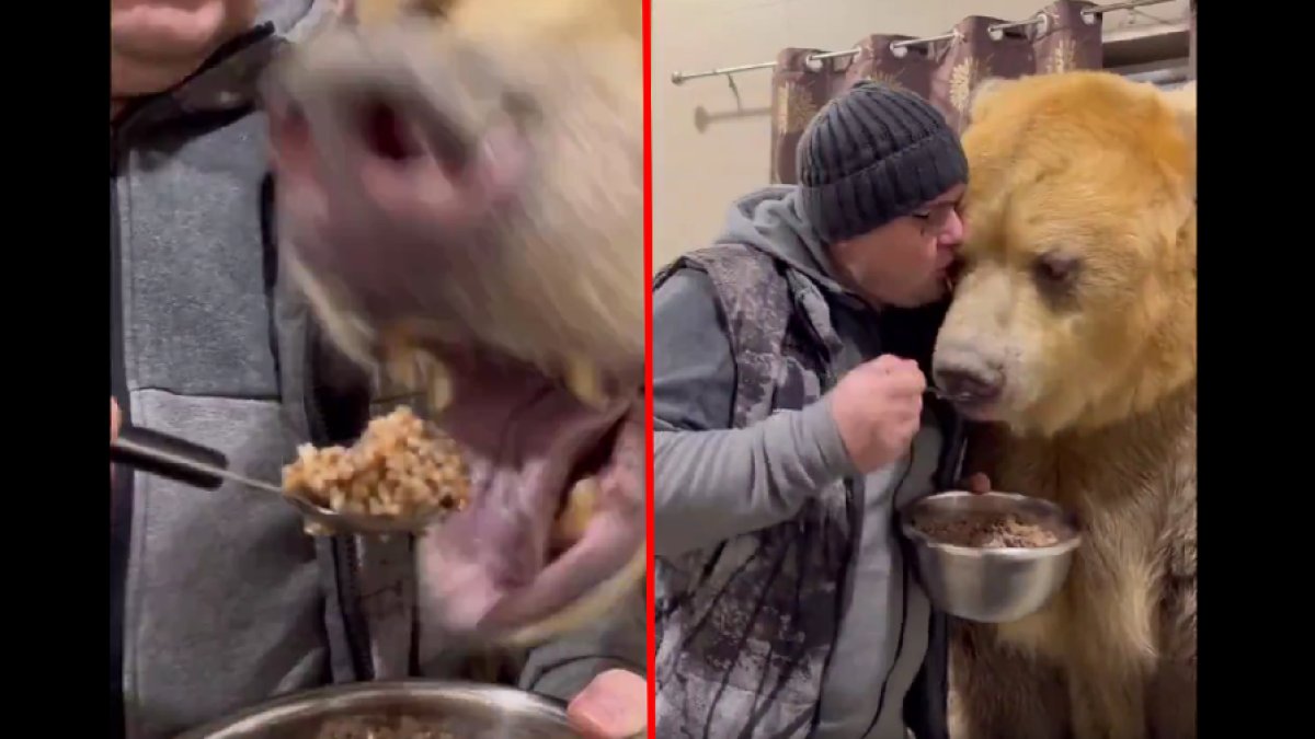 Herkesin yanına yaklaşmaktan korktuğu 2 metrelik canavarı kaşıkla besledi! Omzuna yaslanan canavarı gözünden öptü