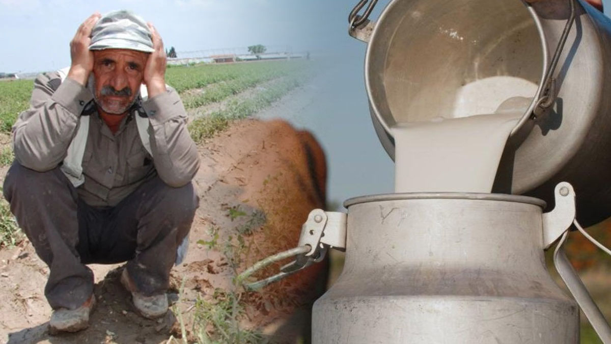 Süt üreticisinin çığlığı: Kazanç hayal, zarar gerçek!