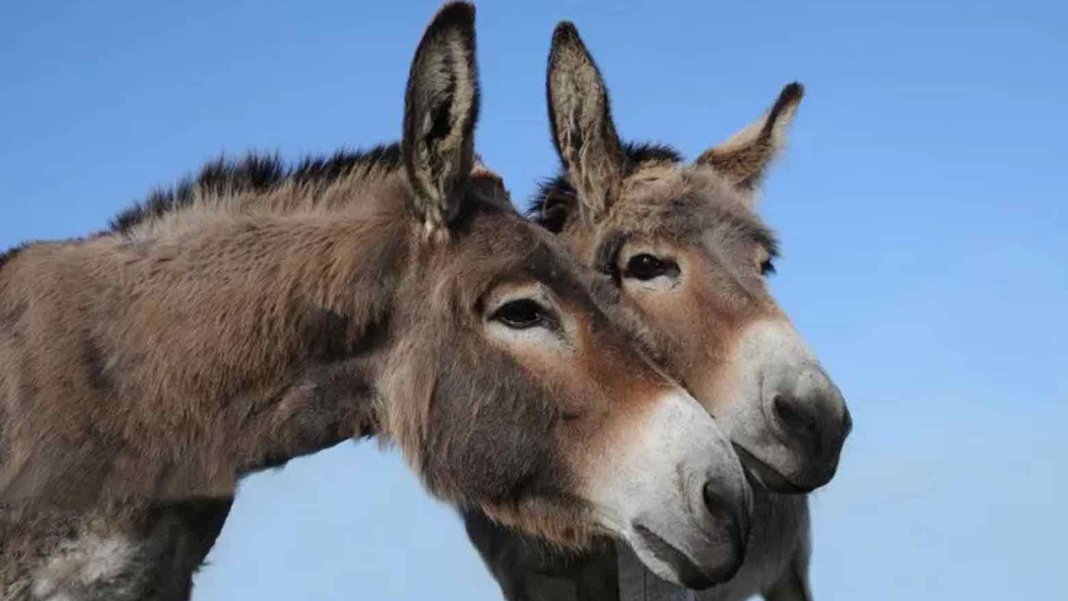 Eşek derisi ticareti 55 ülkede yasaklandı