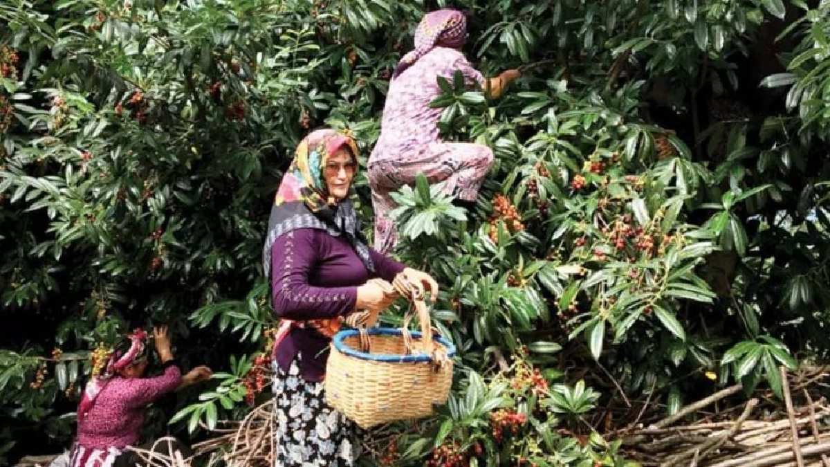 Karadeniz'de yetişiyor birçok kişi adını bilmiyor! Çekirdeğinden yaprağına kadar şifa! Bir keşfeden bağımlısı oluyor