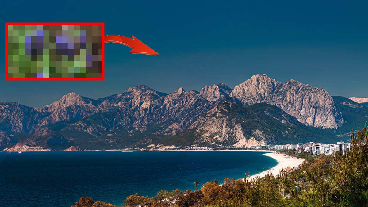 Bu bitkiyi gören elini bile sürmesin! Koparmanın cezası dudak uçuklatıyor, bilmeyenlerin başına bela açabilir