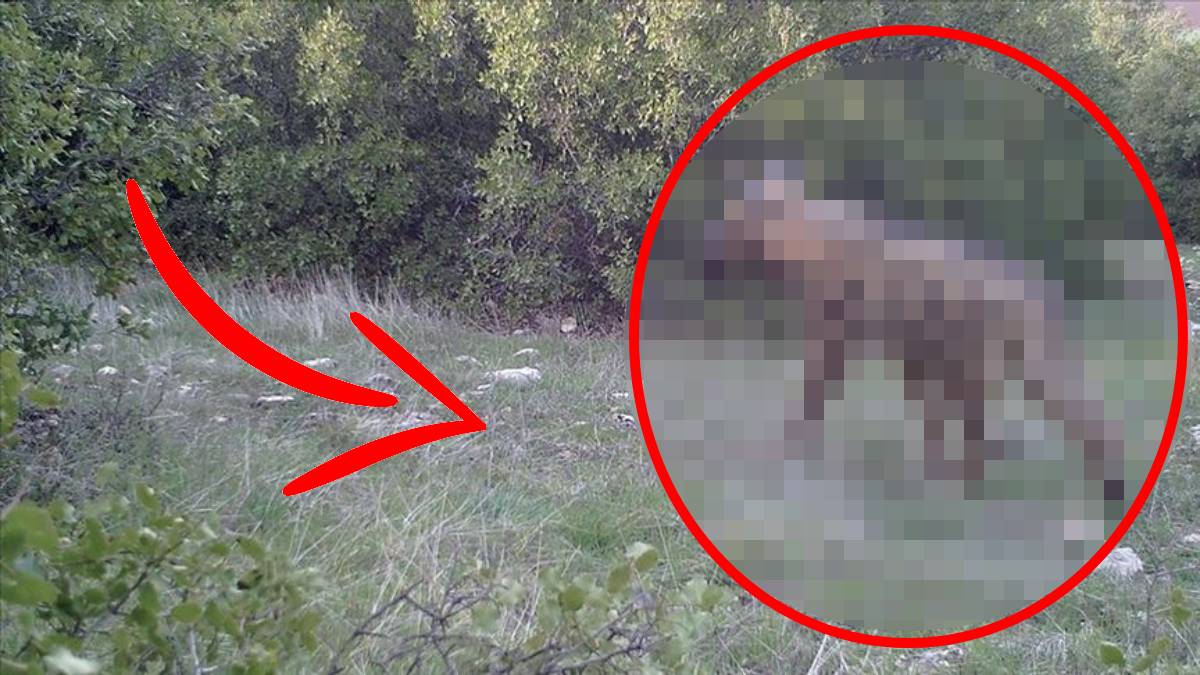 Ne kurt, ne köpek ne de çakal! Hangi ilimizde yaşadığı sır gibi saklanıyor: Bakan Yumaklı Türkiye'ye müjdeledi