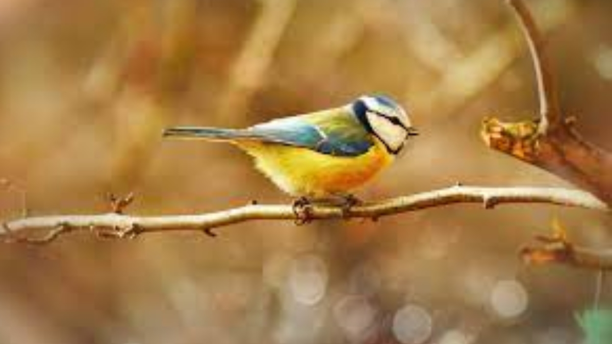 Rüyada kafaya kuş pislemesi nedir?