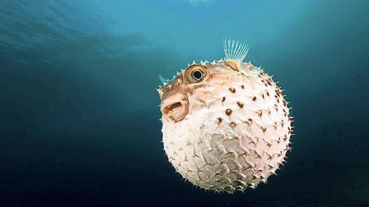 Rüyada zehirli balık görmek nedir?