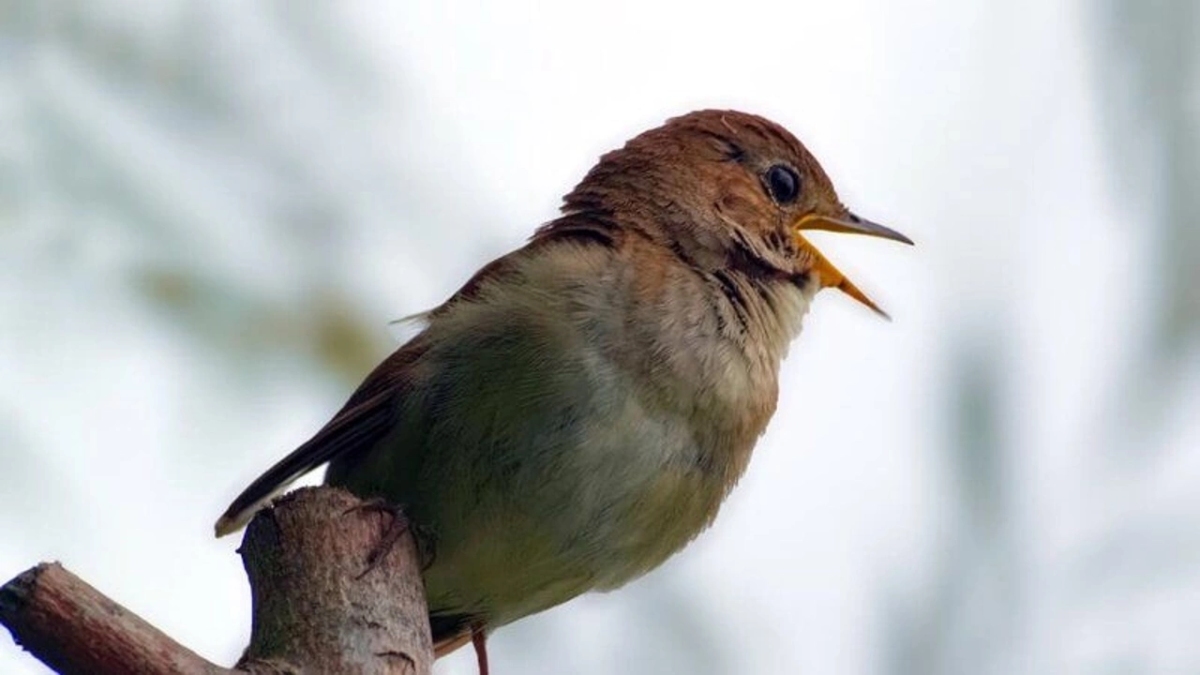 Rüyada kuş sütü içmek ne anlama geliyor?