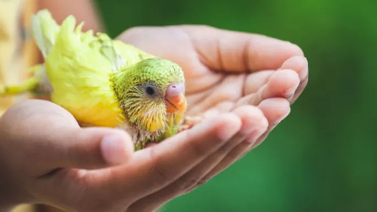 Rüyada kuş uçurmak nedir?