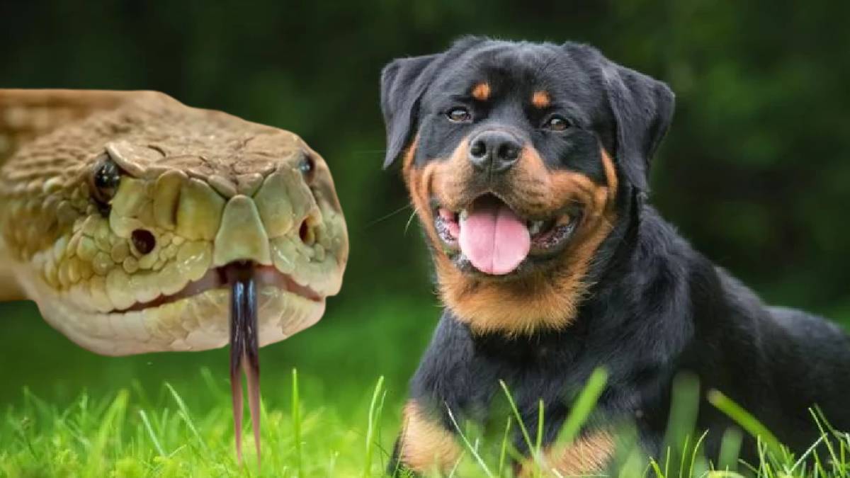 Rüyada yılan ve köpek görmek nedir?