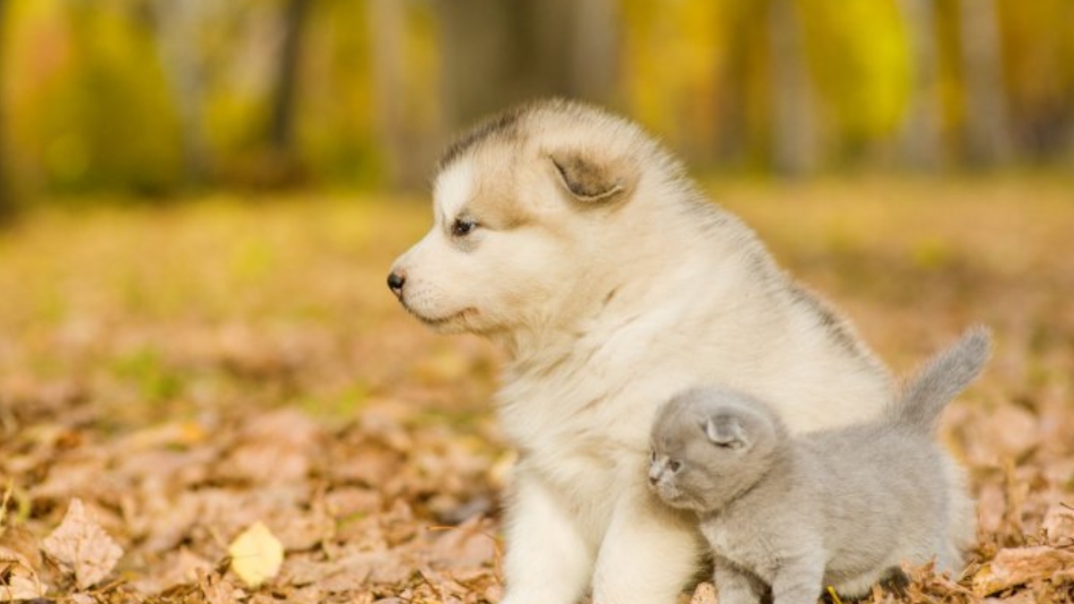 Rüyada yavru köpek görmek ne demektir?