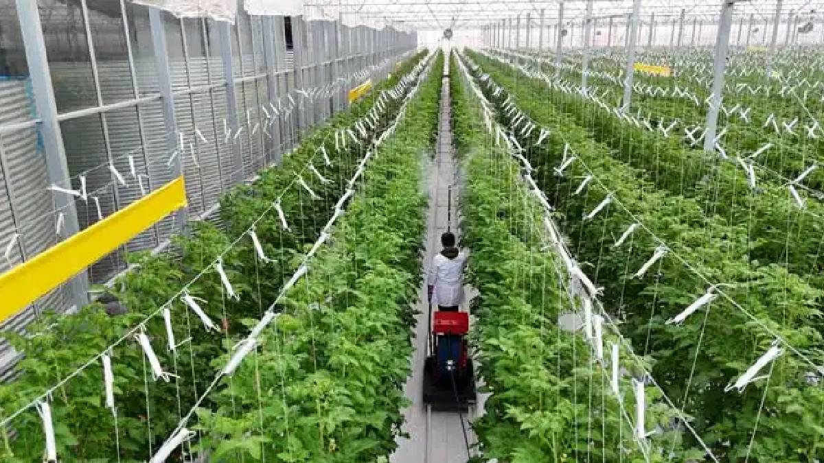 Toprak kullanmadan Sivas’ta yetiştirdi! Hollanda’ya 19 ton, yerli pazara 11 ton satış: Sivera’ya her yerden talep yağıyor