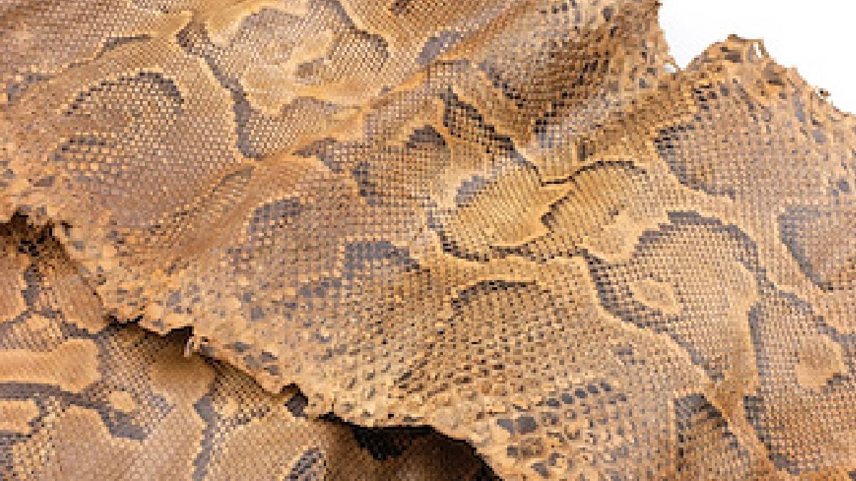 Rüyada yılan derisi görmek nedir?