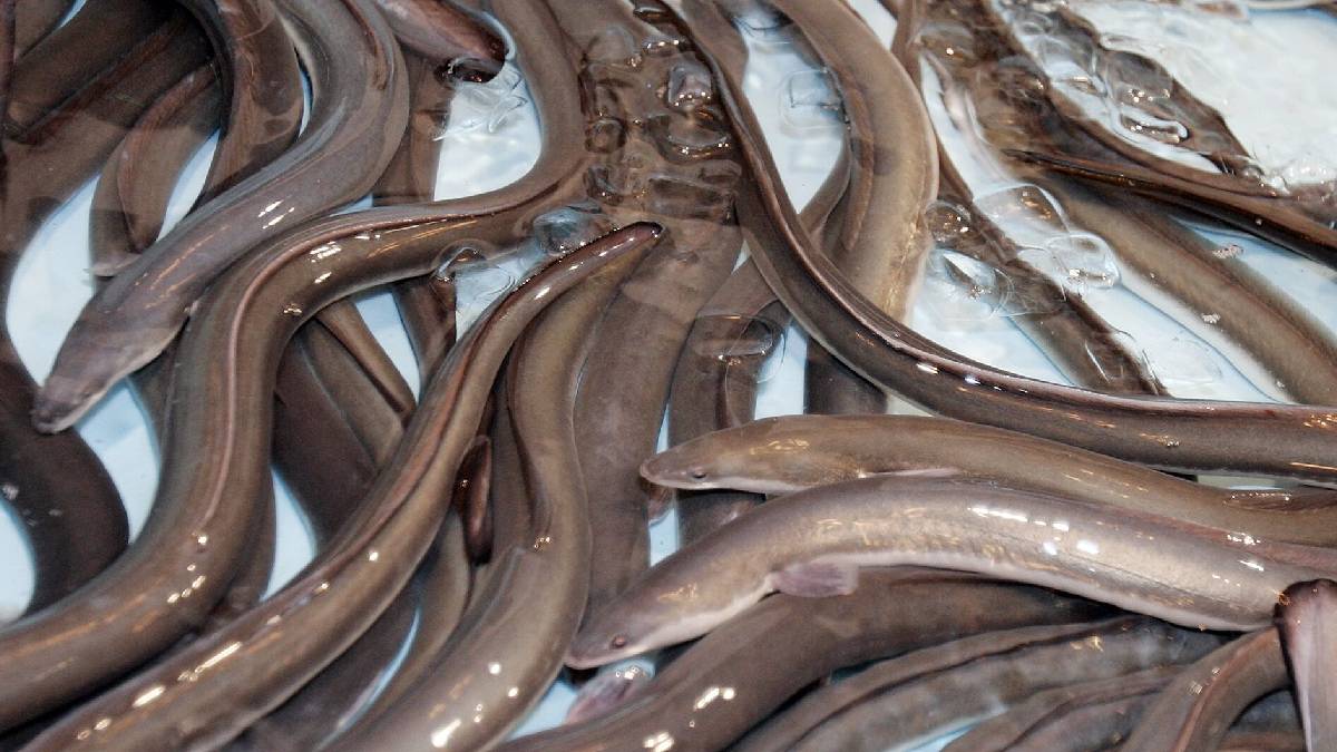 Rüyada yılan balığı görmek nedir?