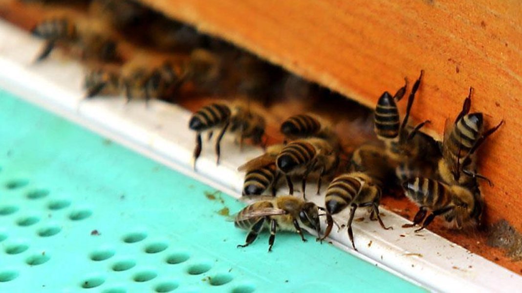 Beklenen olmadığı için arıları bekleyen büyük tehlike: Toplu bir şekilde ölebilirler