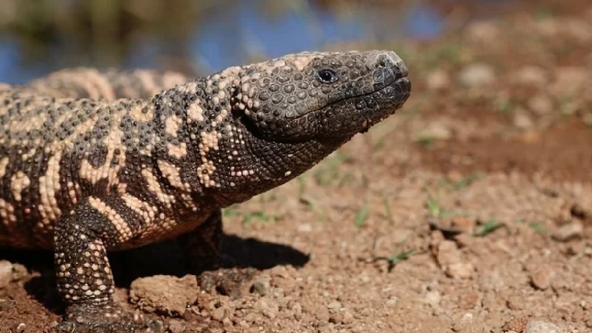 Evinde beslediği Gila Canavarı sonu oldu