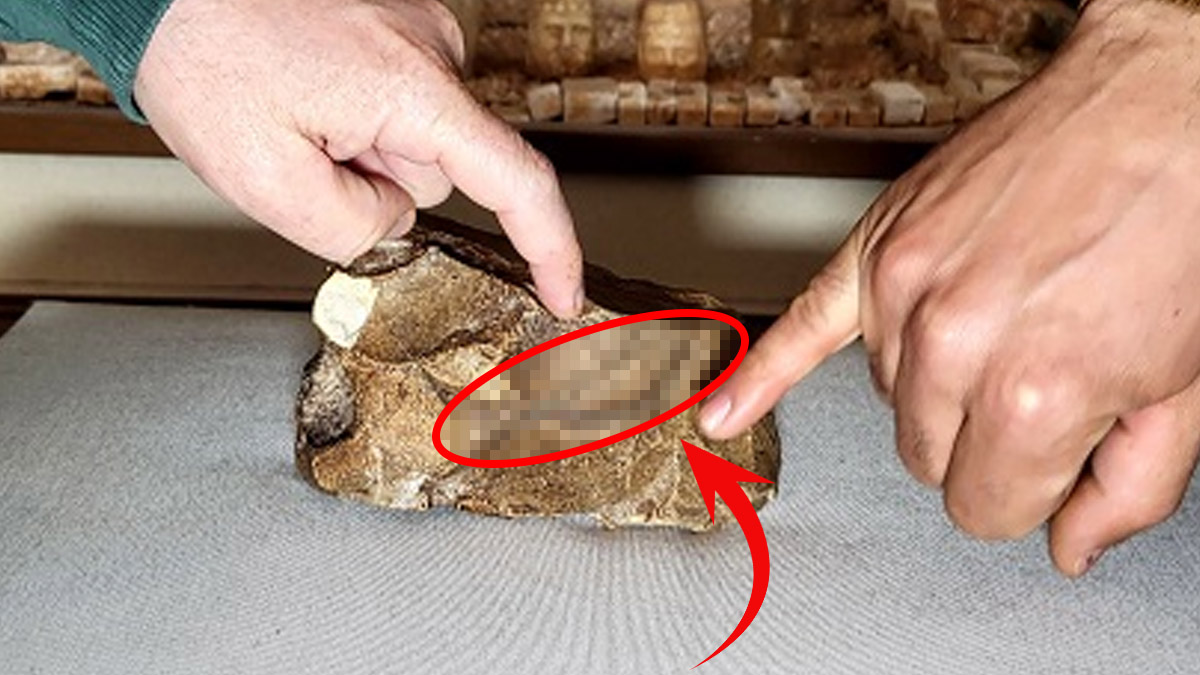 Adıyaman'da 15 milyon yıllık buluntu şok etti! Vatandaşlar tesadüfen bulmuş: Yetkililer apar topar alıp müzeye götürdü