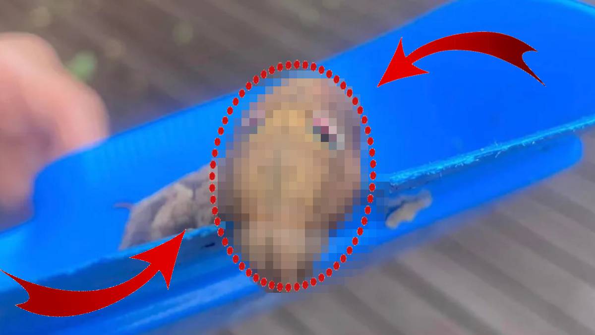 Evinin arka kapısını açtı birden onunla göz göze geldi. Bu yaratık dünyayı kendine hayran bıraktı: Bakın gerçekte ne çıktı