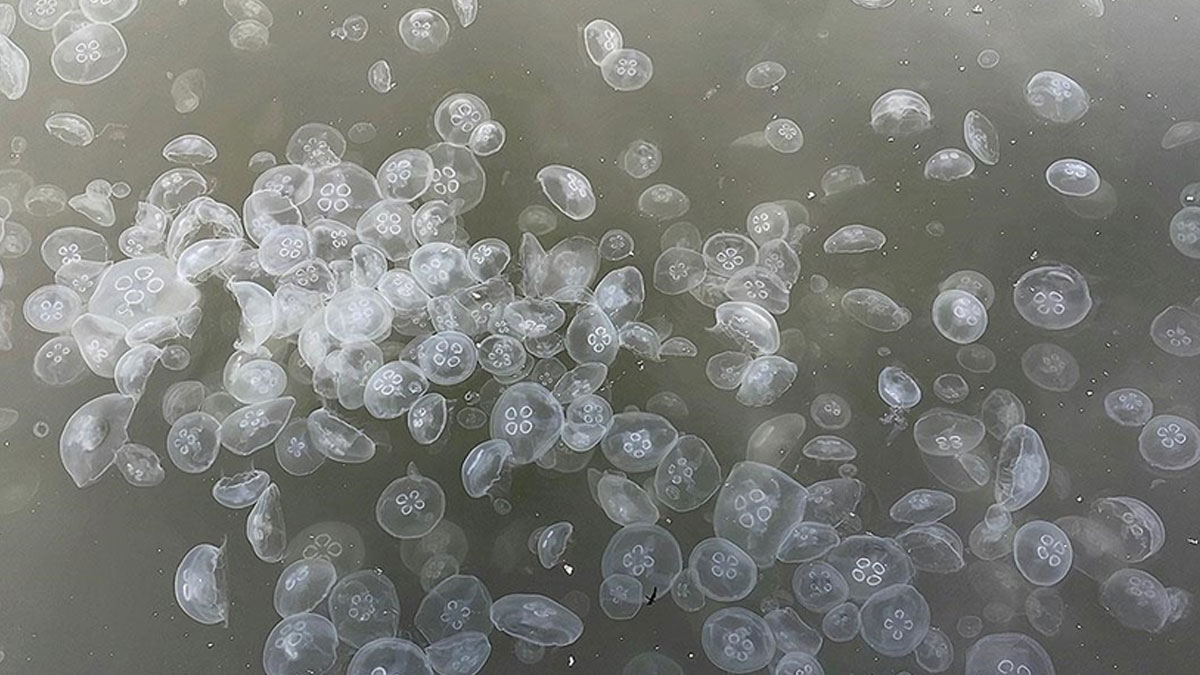 Marmara'da denizanası tehlikesi sürüyor: İklim değişikliği istilacı tür sayısını artırdı