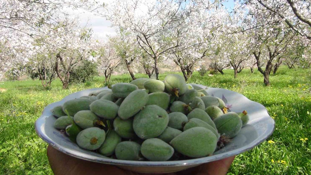 Baharın habercisinin ilk hasadı yapıldı: Çağlanın kilosu altınla yarışıyor