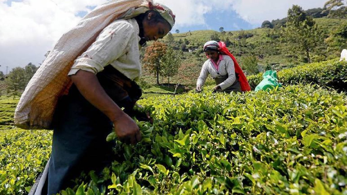 Sri Lanka, İran'a olan petrol borcunun 20 milyon dolarını çayla kapattı