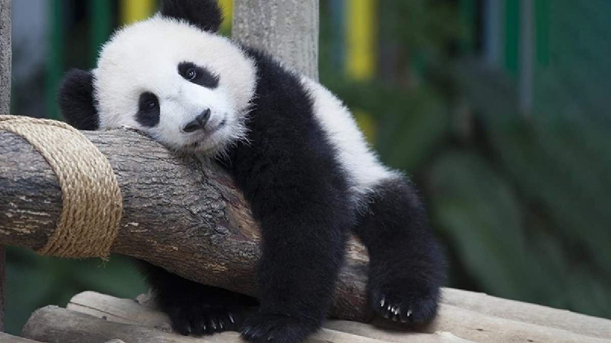 Hayvanat bahçesi duyurdu! Çin ile ABD arasındaki ‘panda diplomasisi’nde yeni perde